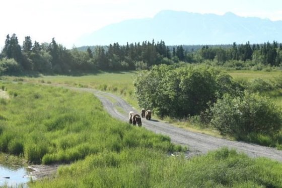 Táto krajina patrí im a môžete ich stretnúť kdekoľvek.