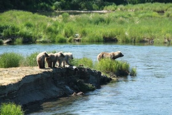 Medvedica a tri mladé medvieďatá