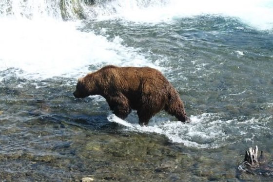 Pekne vypasený macko