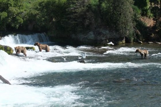 Najväčší počet medveďov, koľko v jednej chvíli videli pri Brooks Falls, bolo viac ako tridsať. Také šťastie sme my nemali a najv
