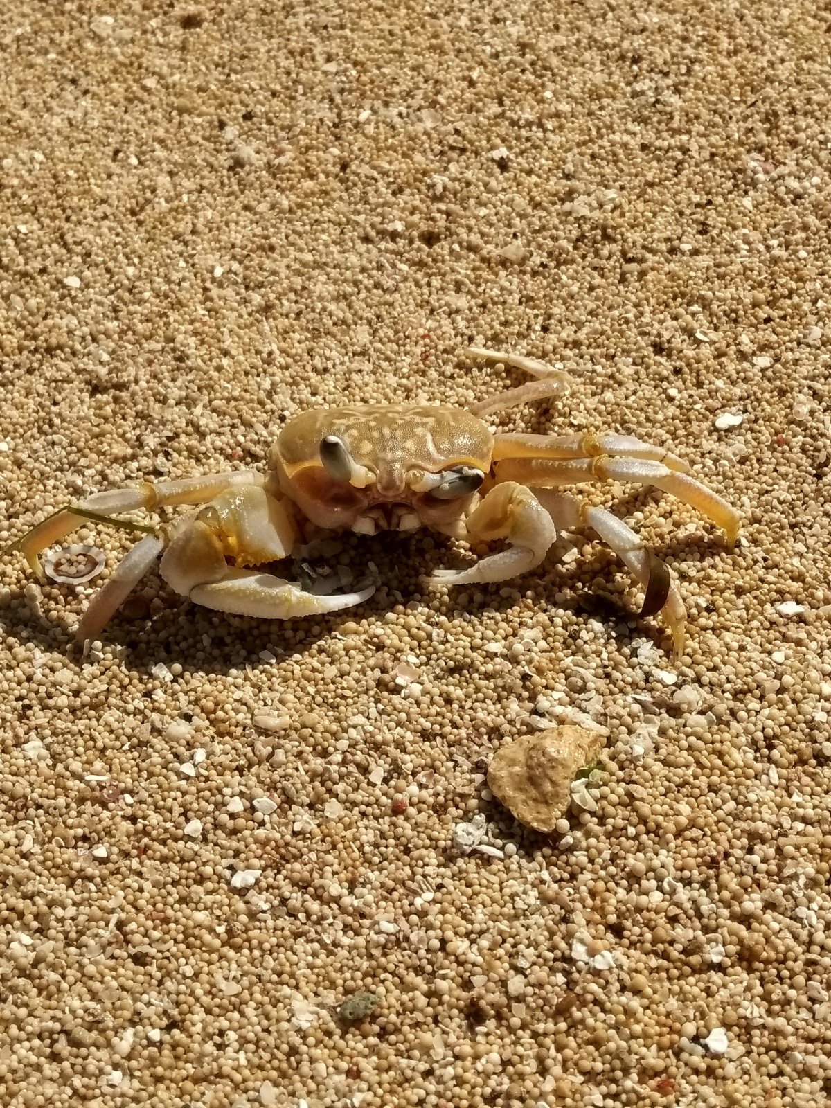 Krabík na pláži