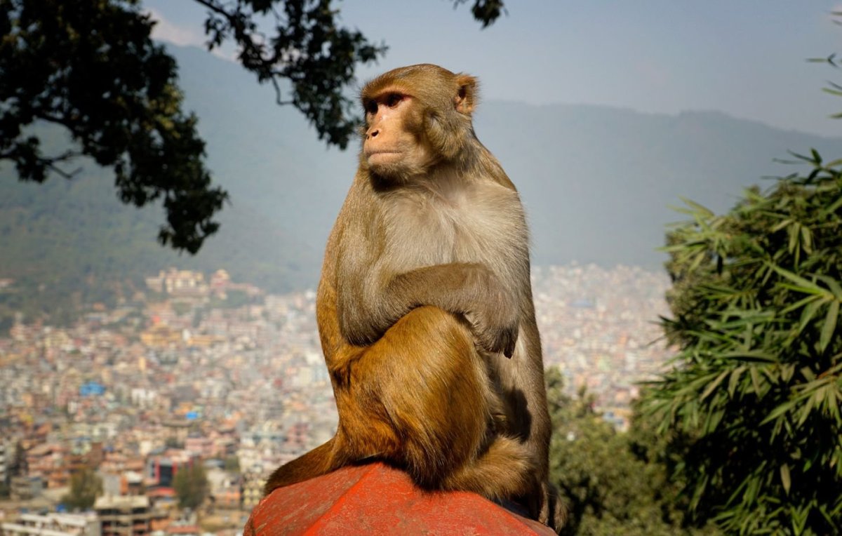 Místní capo na Swayambhunath