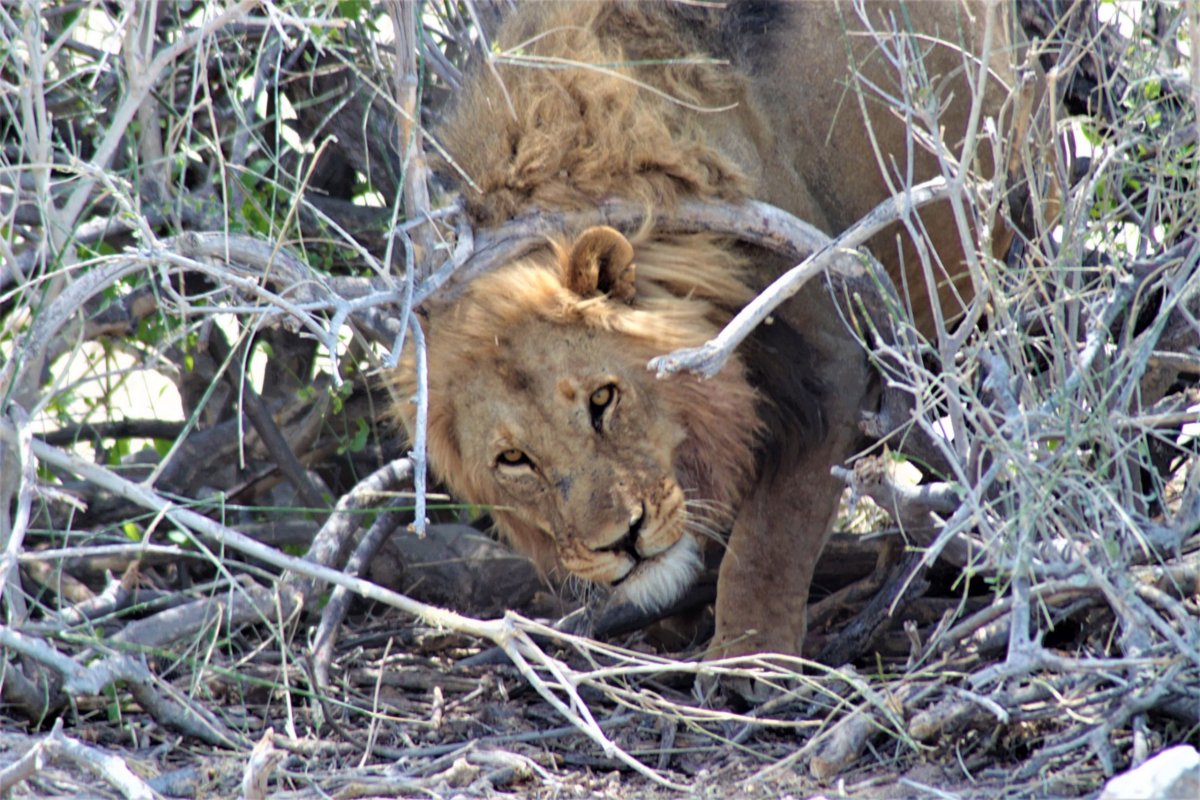 Lvi na každém kroku