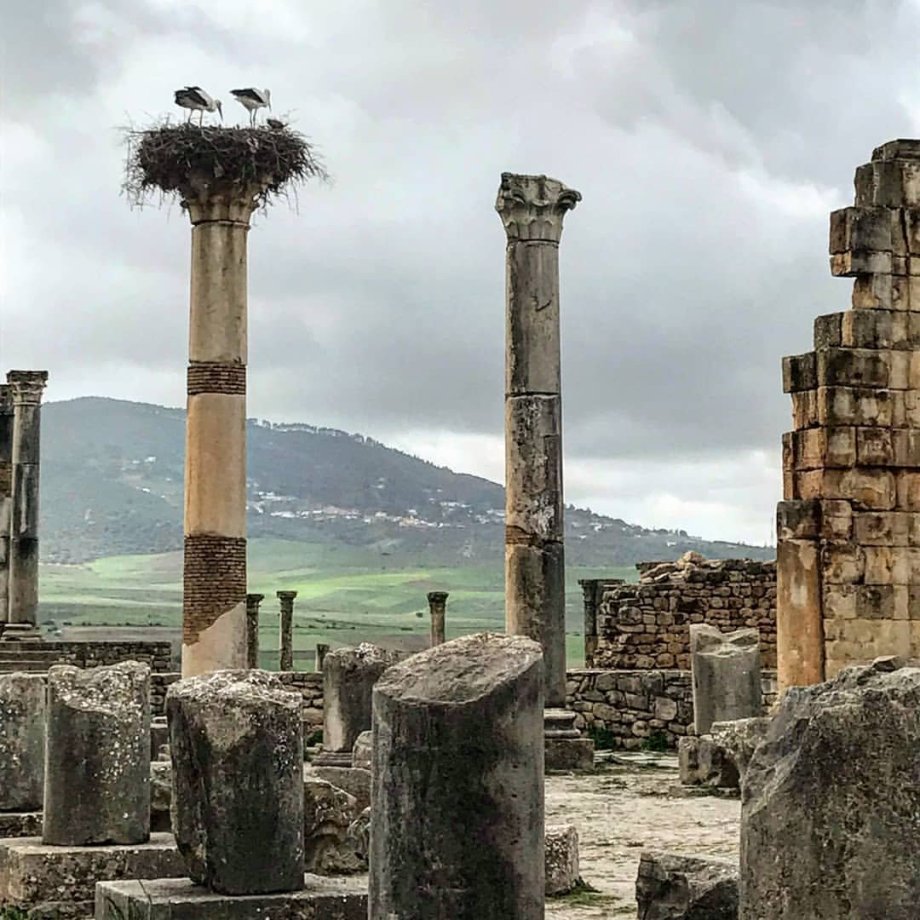 Volubilis a čapí hnízdo