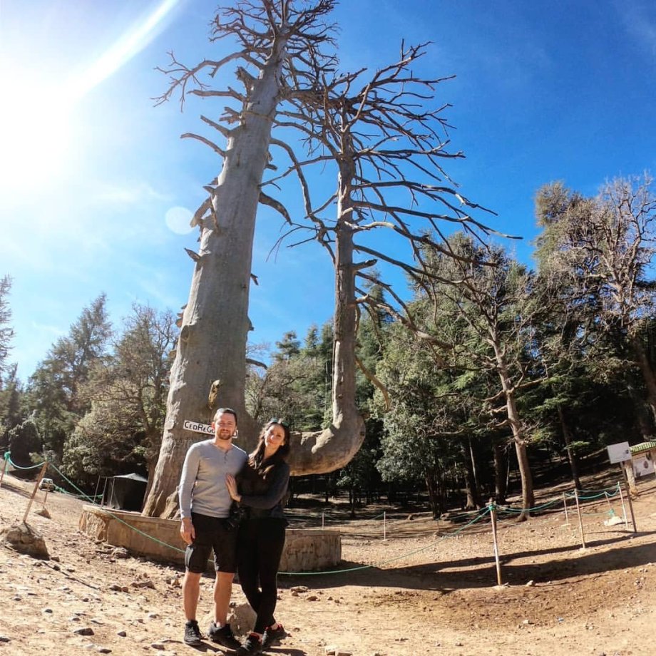 Cèdre Gouraud Forest