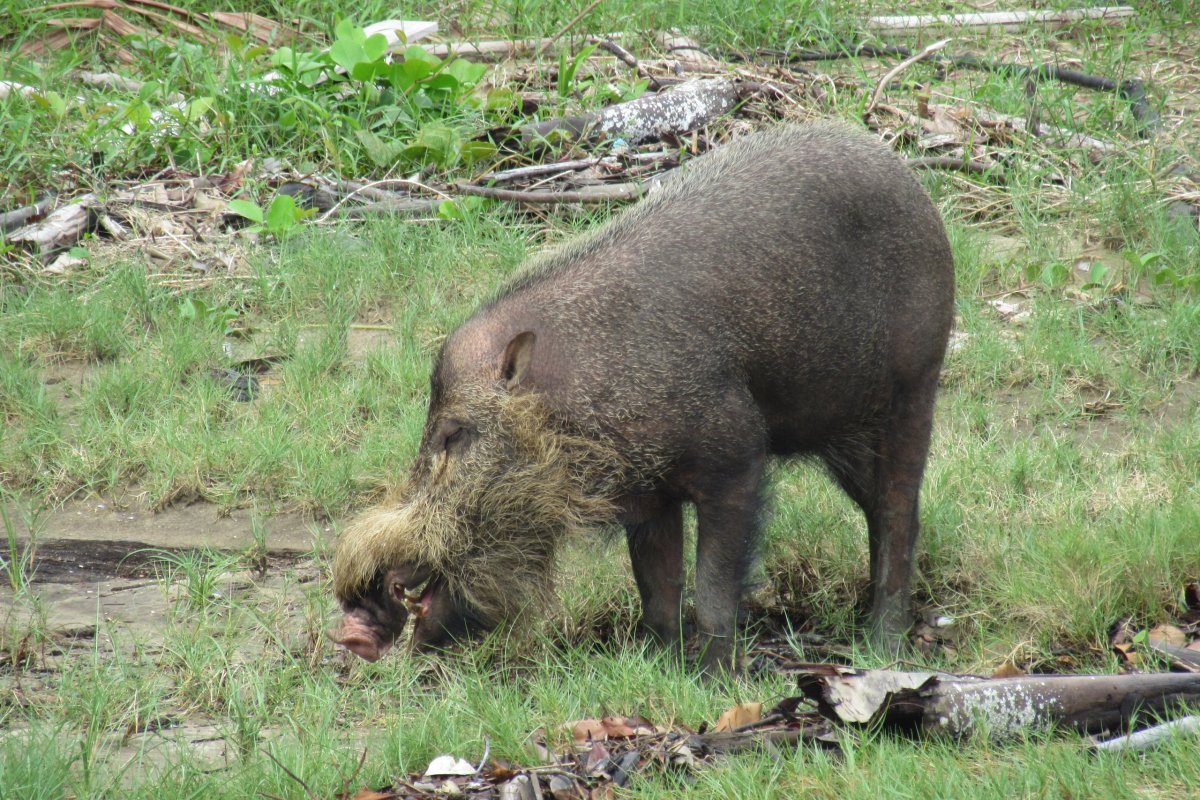 V NP Bako nás vítali divočáci