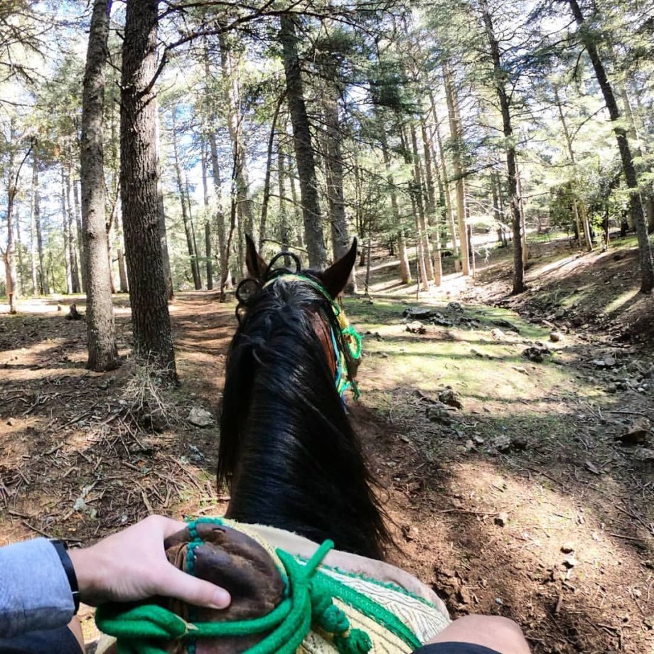 projížďka na koni lesem