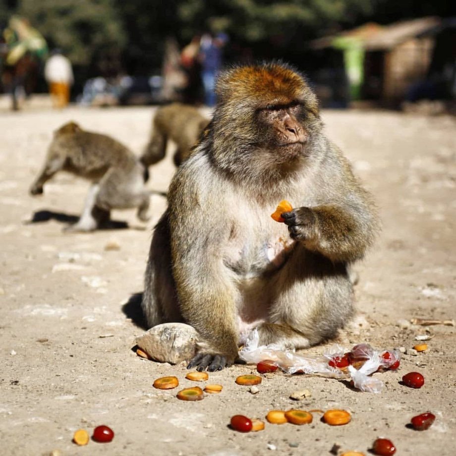 makak tzv. "nenažraný"