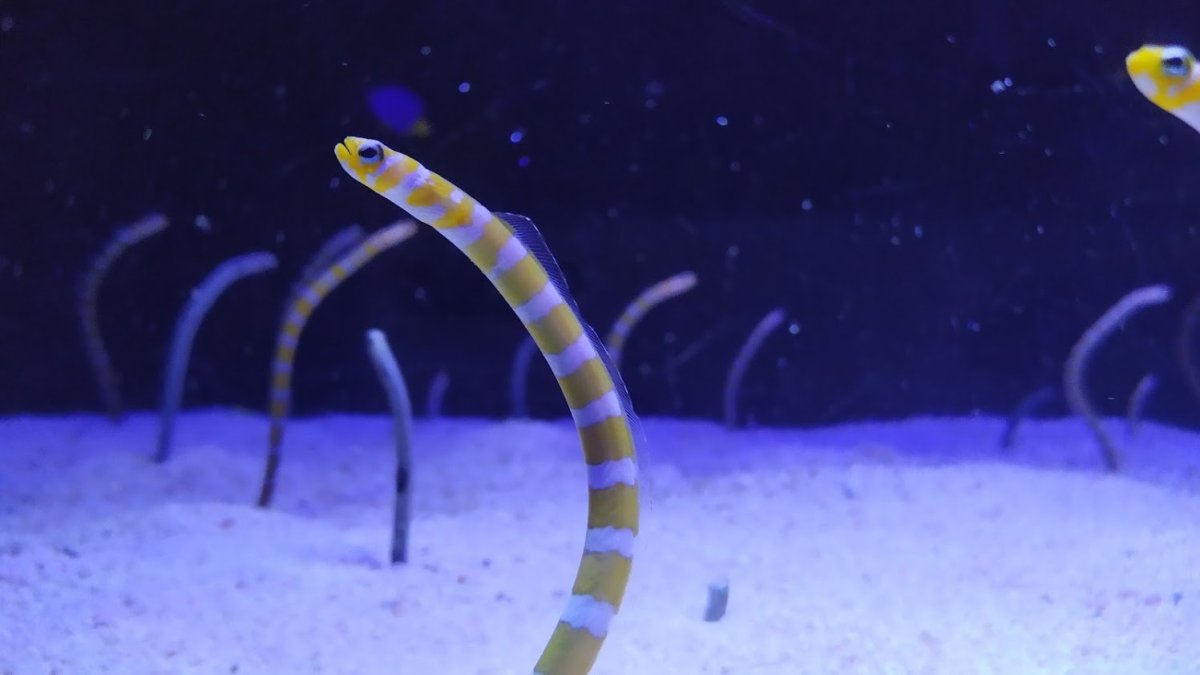 Mořský červ
