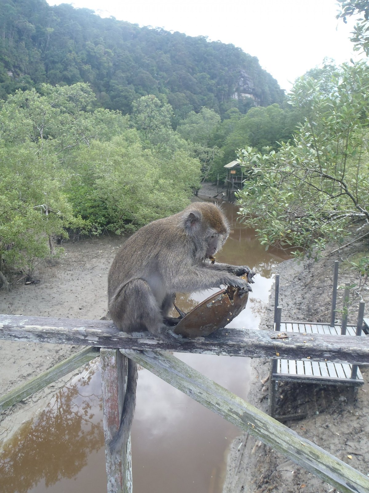 Opička si pochutnáva na ostrorepu