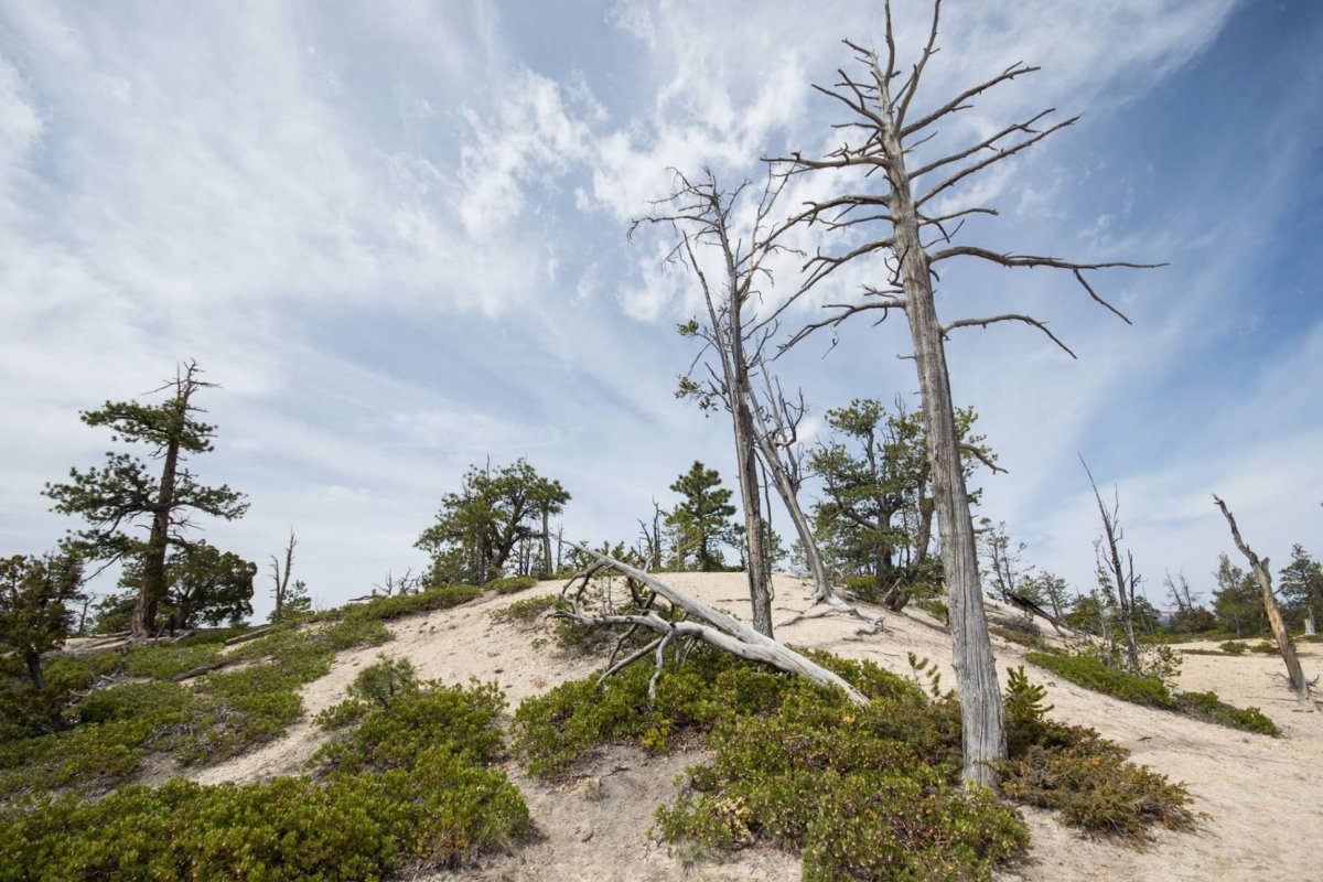 Pohled na okraj kaňonu