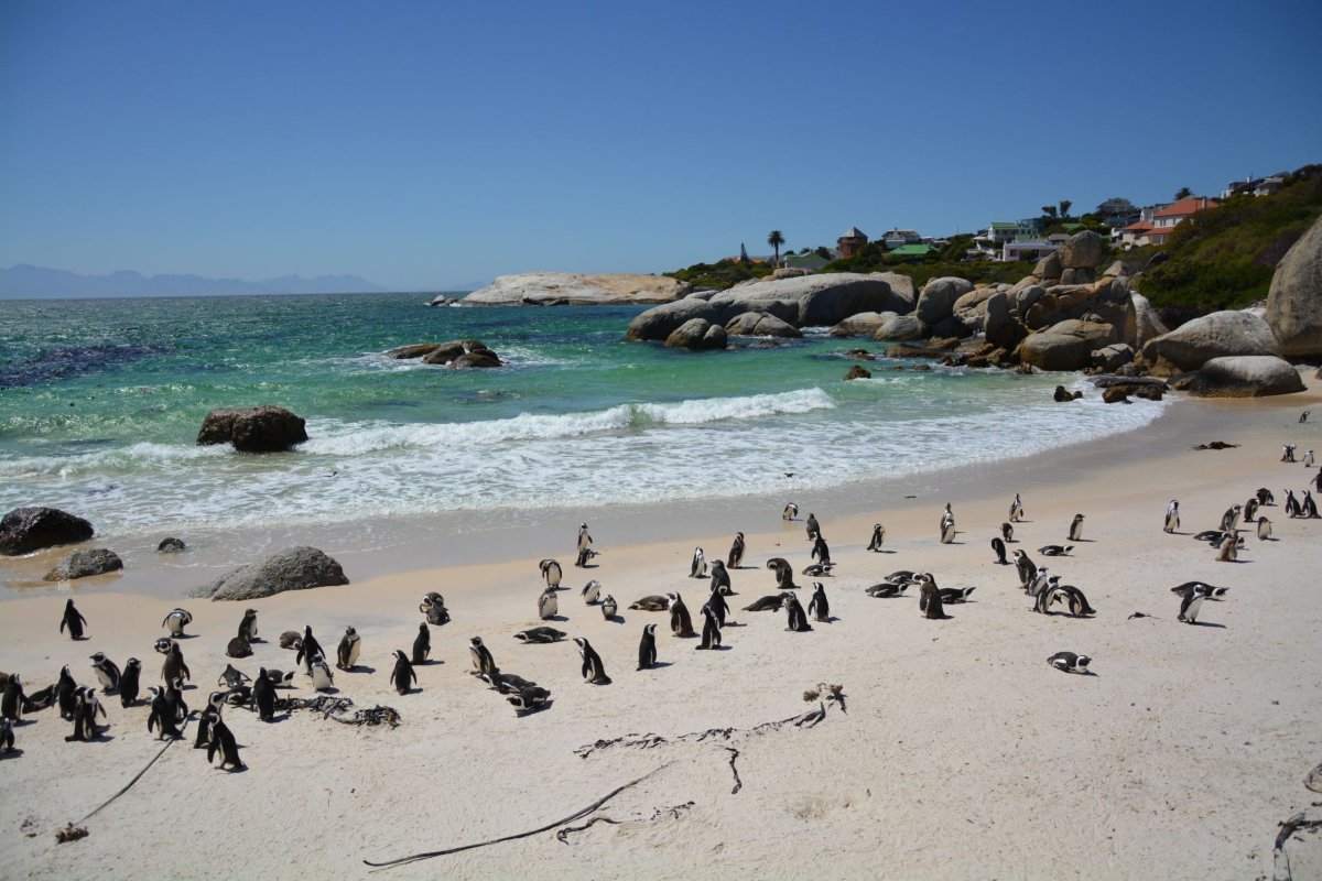 kolonie tučňáků