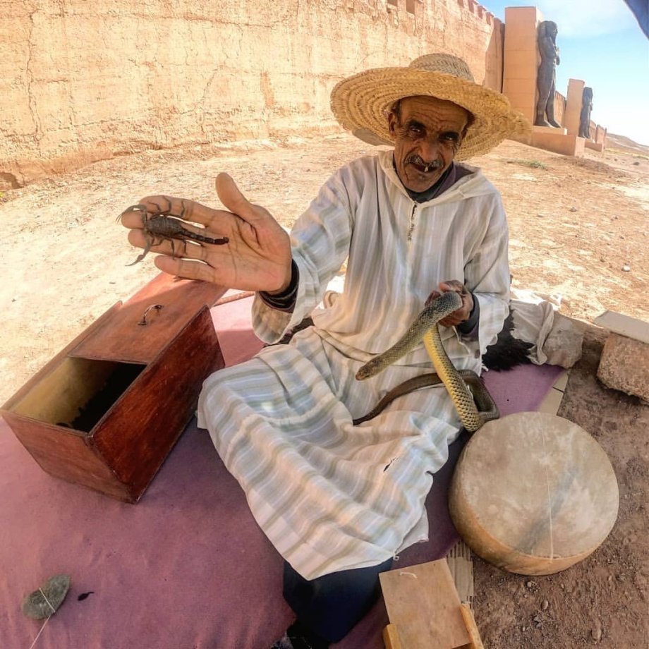 mamba, štír nebo leguán - není problém