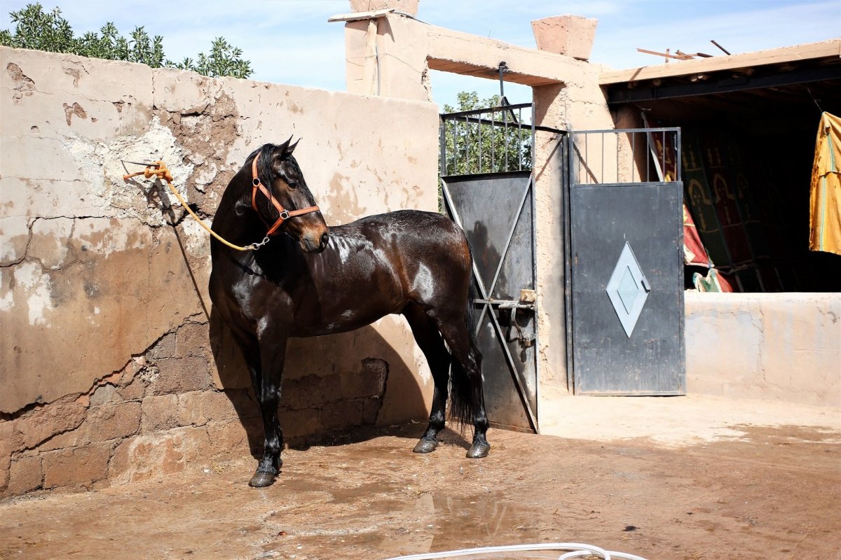 Studio Atlas - stáje