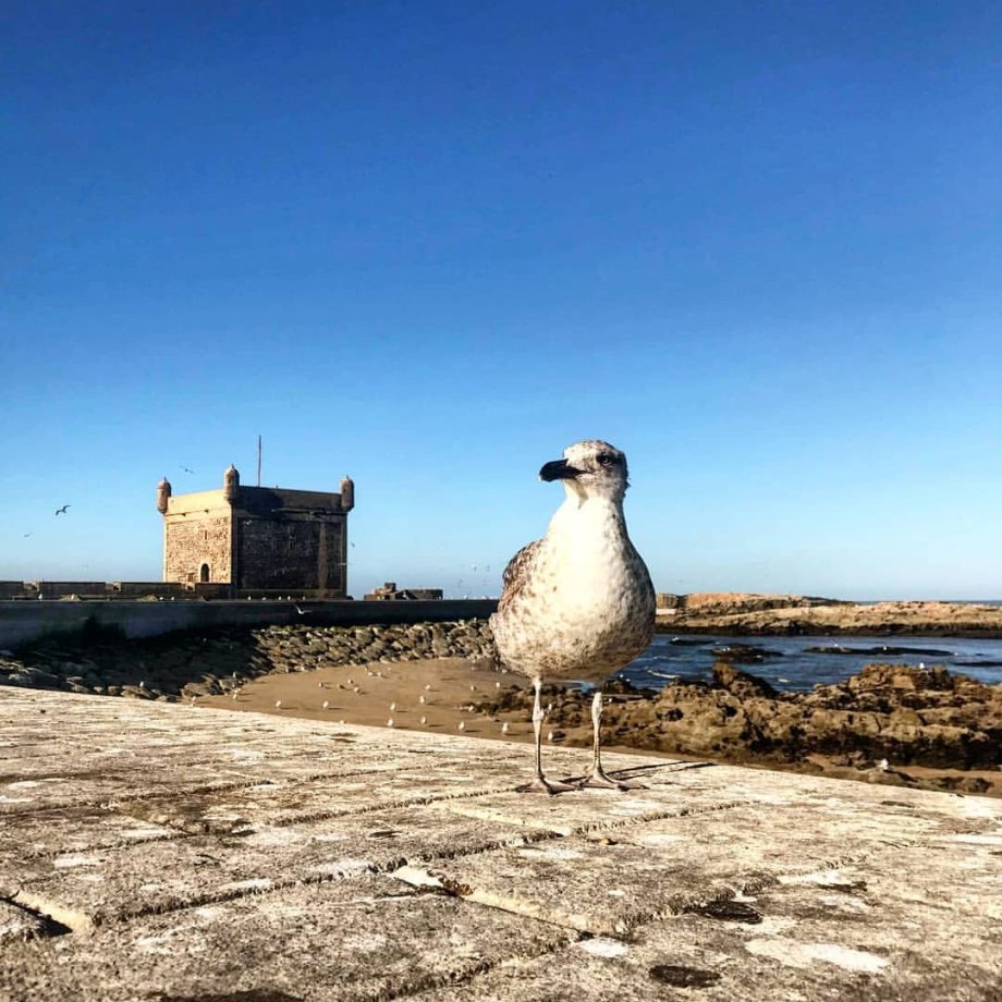 Essaouira a jeden z jejich početných obyvatel