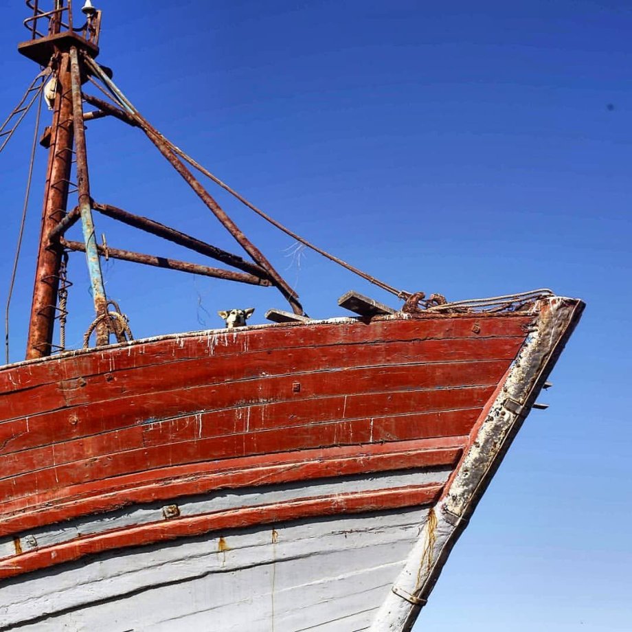 pes, který je na lodi, nekouše