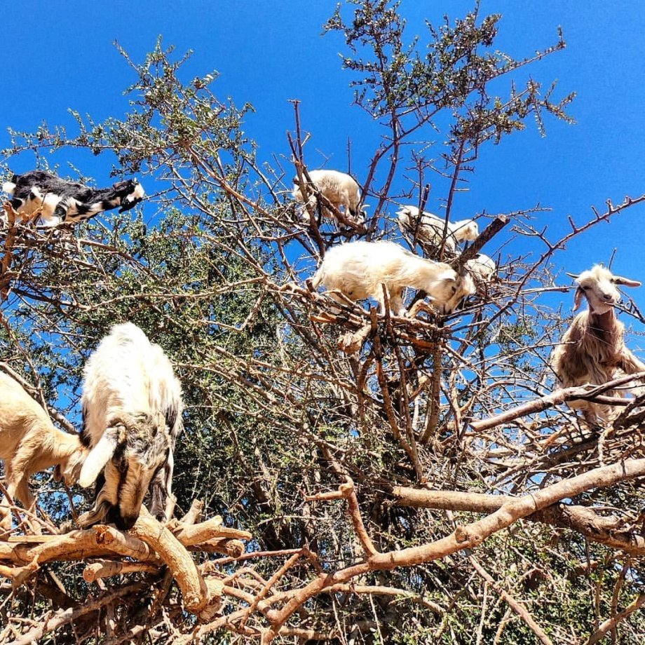 kozy na stromech