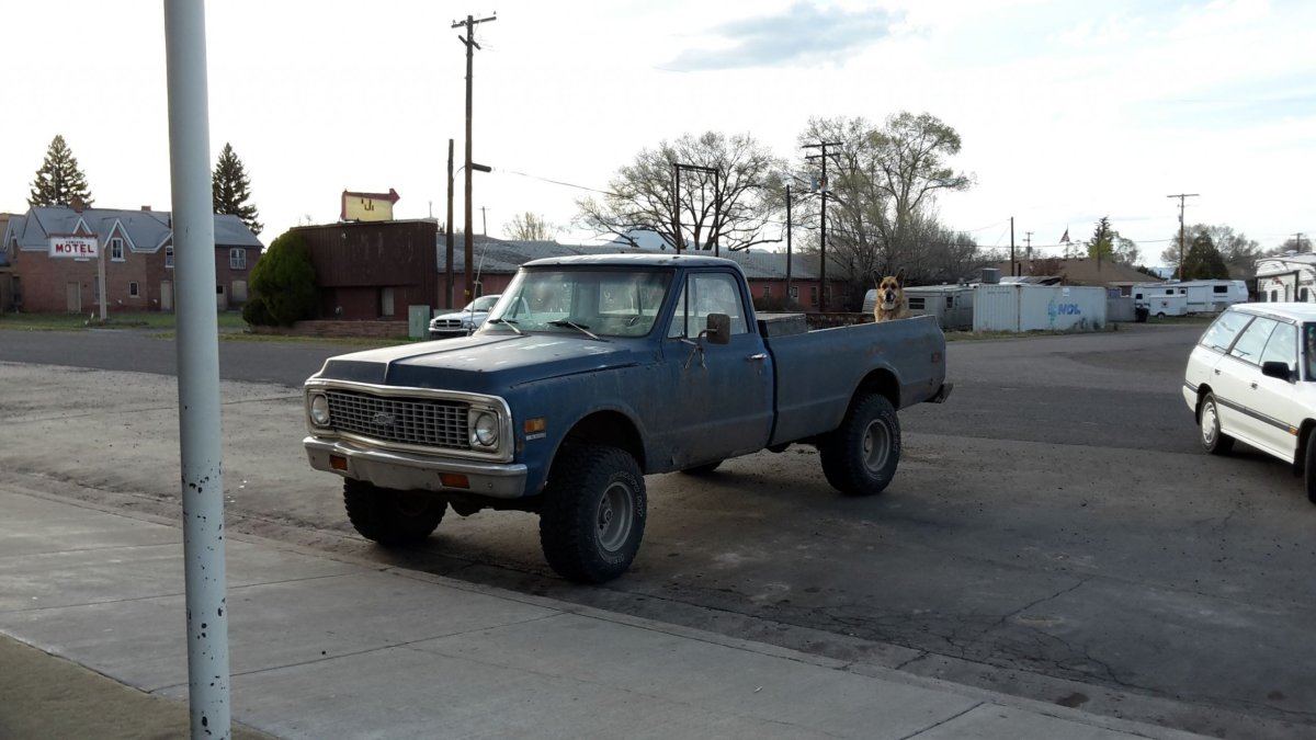 Pes hlídající pick-up truck