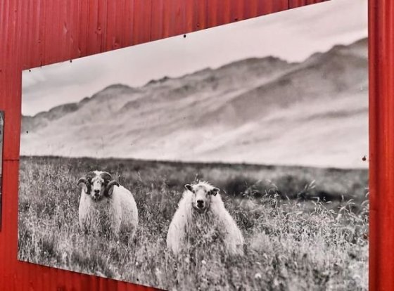 asi nebyla ovčí sezóna, no...