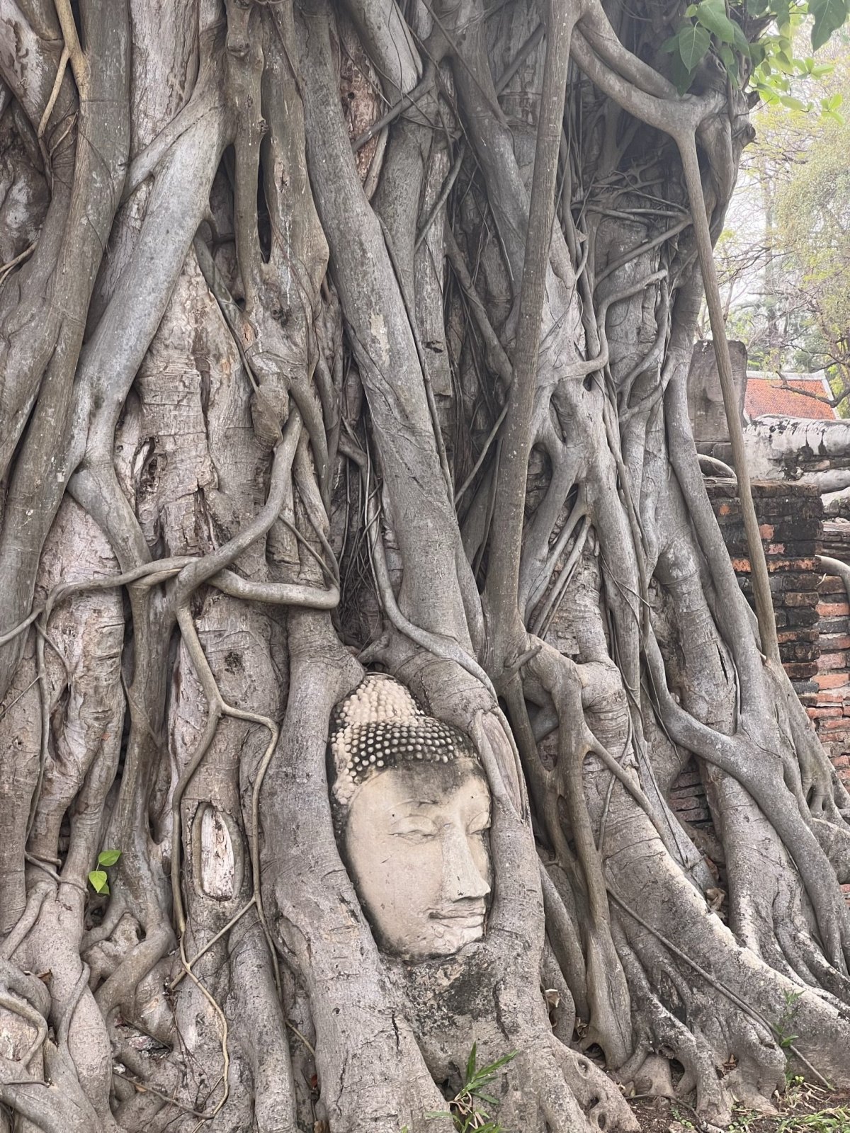 Ikonická hlava Buddhy vystupující z kořenů stromu. Hlava byla ukryta v zemi a tím, jak strom rostl, se pomalu dostávala na povrc