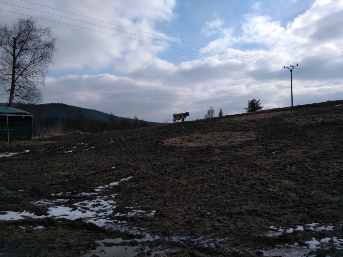 Zřejmě býk s mimořádně narostlými rohy.