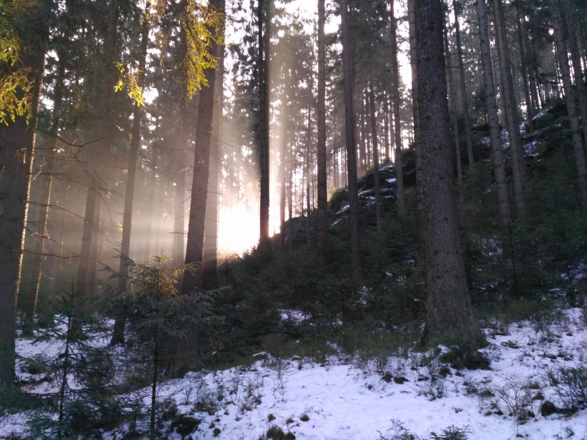 Ranní les nabízí pohledy všeho druhu. Někde oko a srdce skutečně zaplesá či jak se to říká.