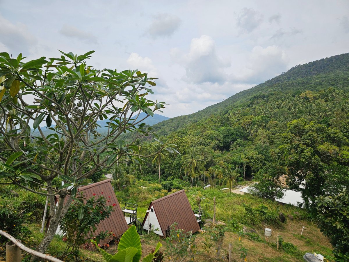 Džungle ve vnitrozemí Koh Phanganu