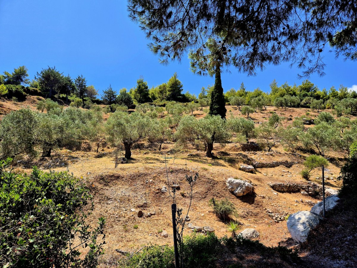 Cesta na pláž olivovým hájem