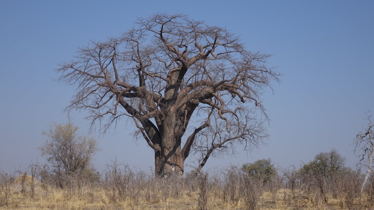 Majestátní baobab