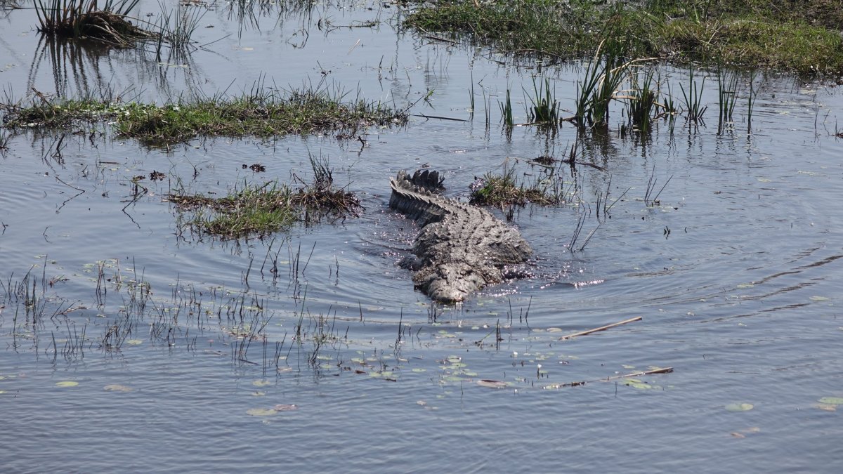 První krokodýl