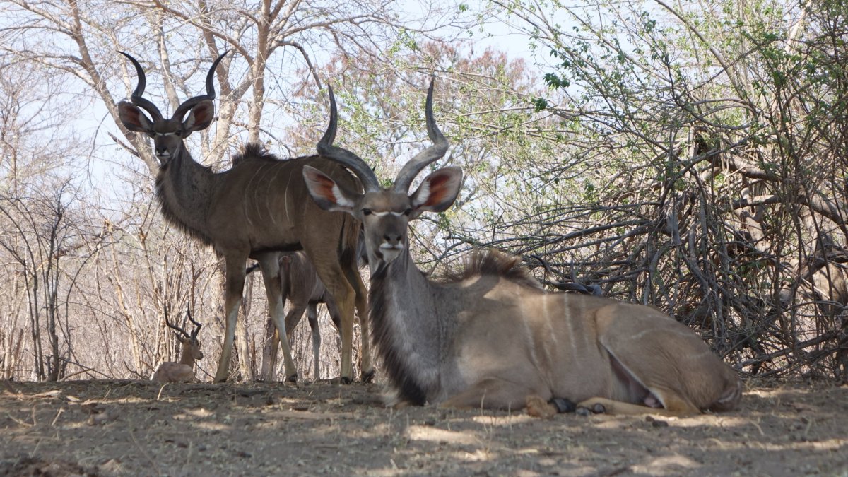 Majestátní antilopa Kudu