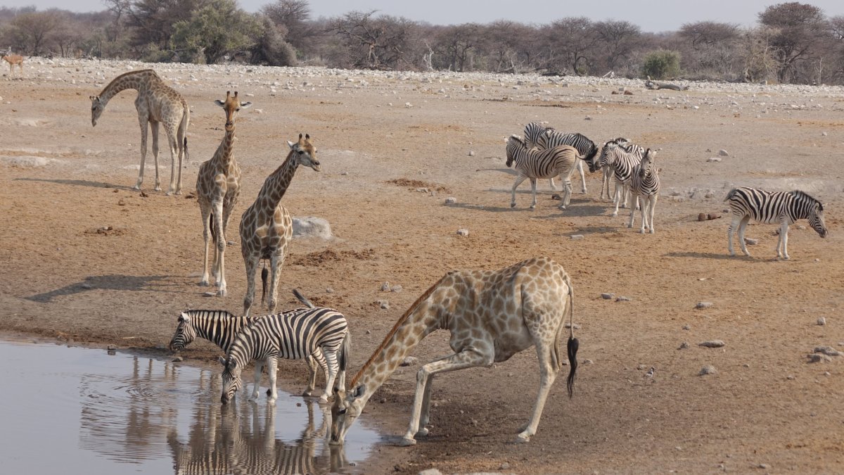 Žirafy a zebry u napajedla
