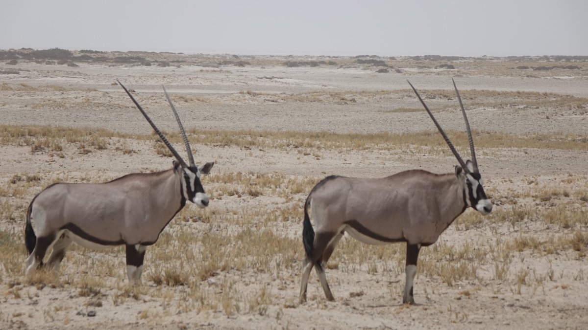 Oryxové