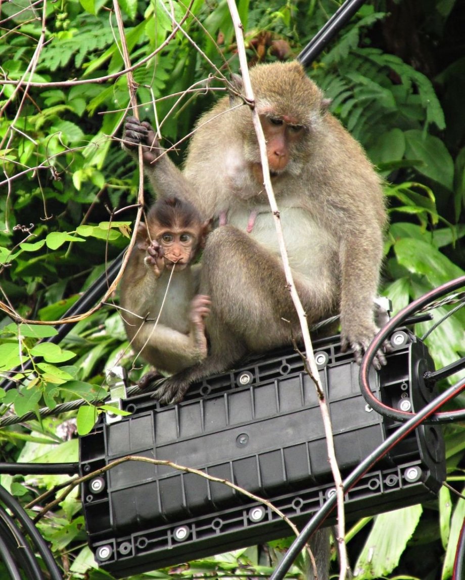 Opice se často živí odpadky.