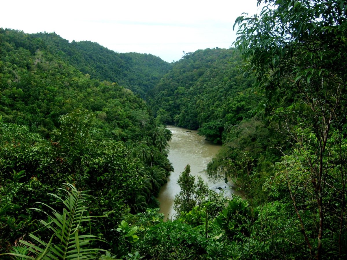 Loboc river