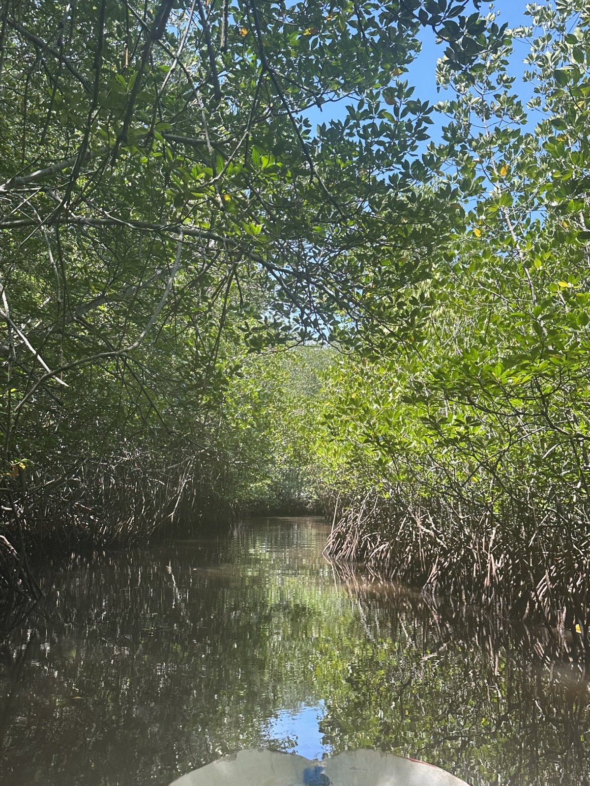 Mangrove Point