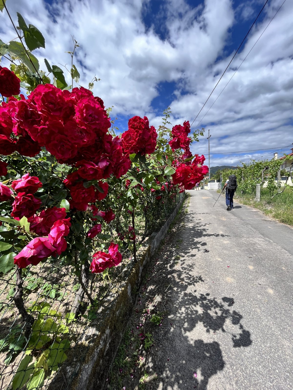 Řekni kde ty kytky jsou . . 