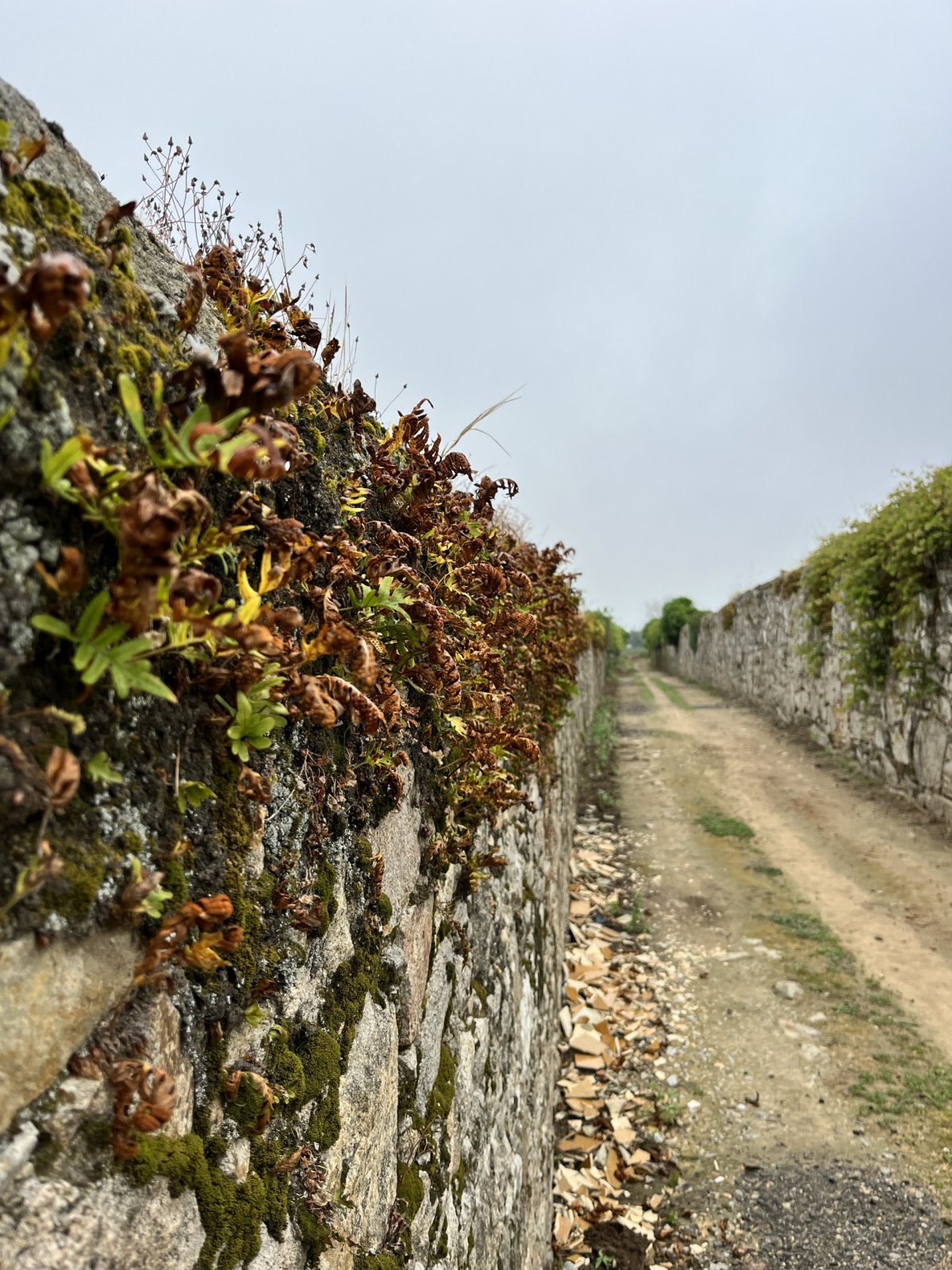 Většina cest je veda skrz staré římské cesty. Proto se toto Portugalské Camino řadí mezi tradičnější cestu do Compostely