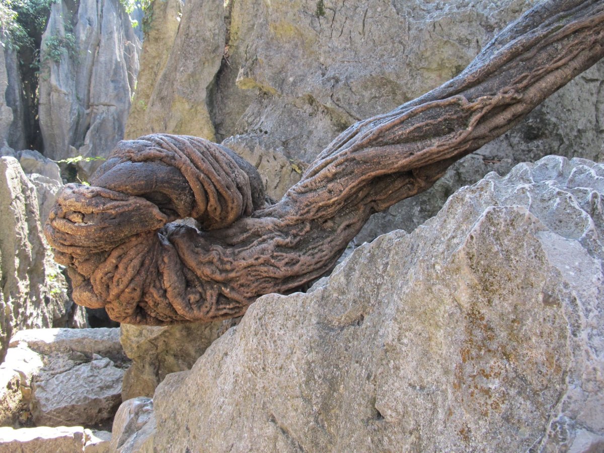 I kořen stromu vypadá jak z kamene