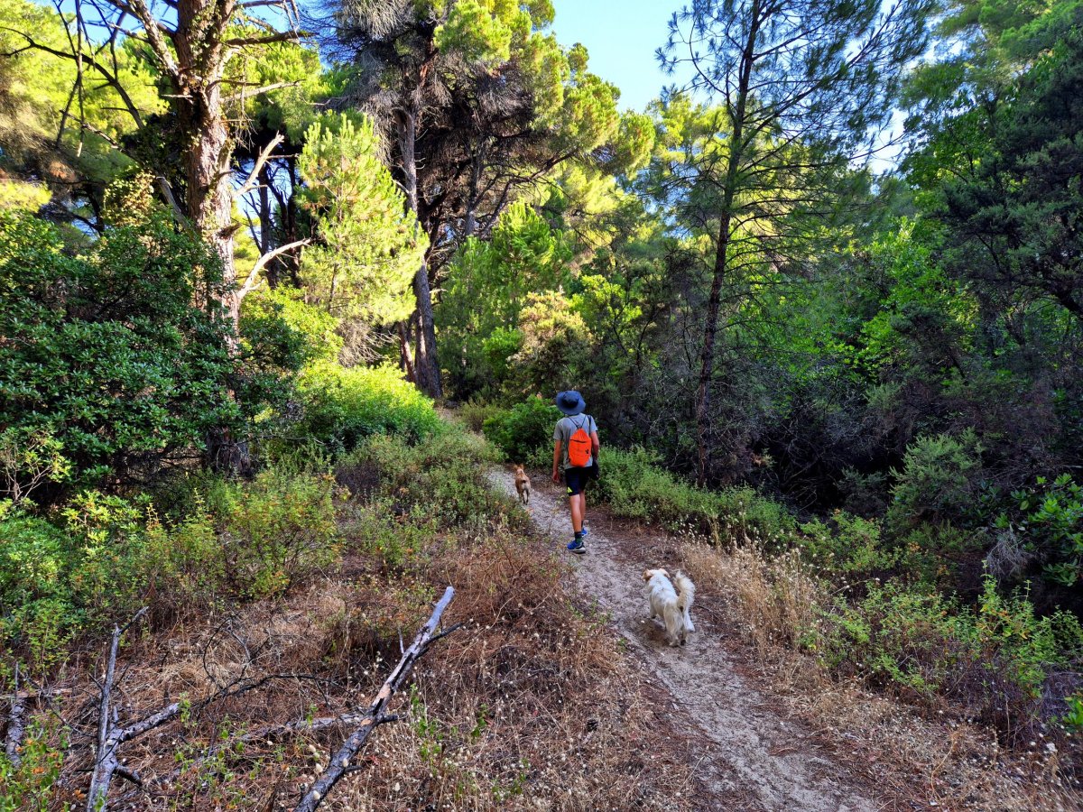 Cesta mezi borovicemi s průvodci