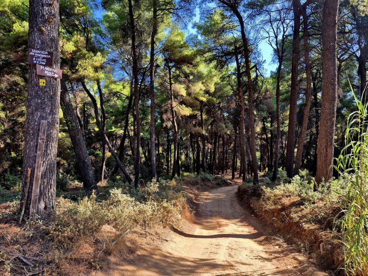 Cesta mezi borovicemi