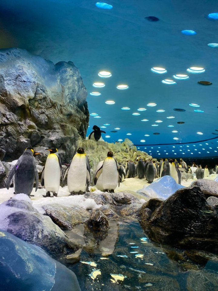 Tučňáci patagonští v Loro Parque