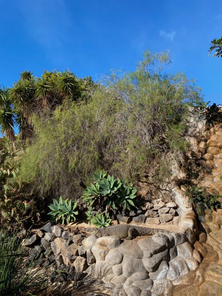 Krokodýl kubánský v Monkey Parku