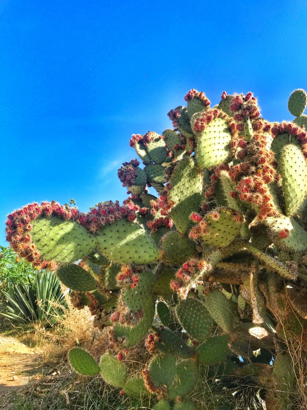 všudypřítomný kaktus