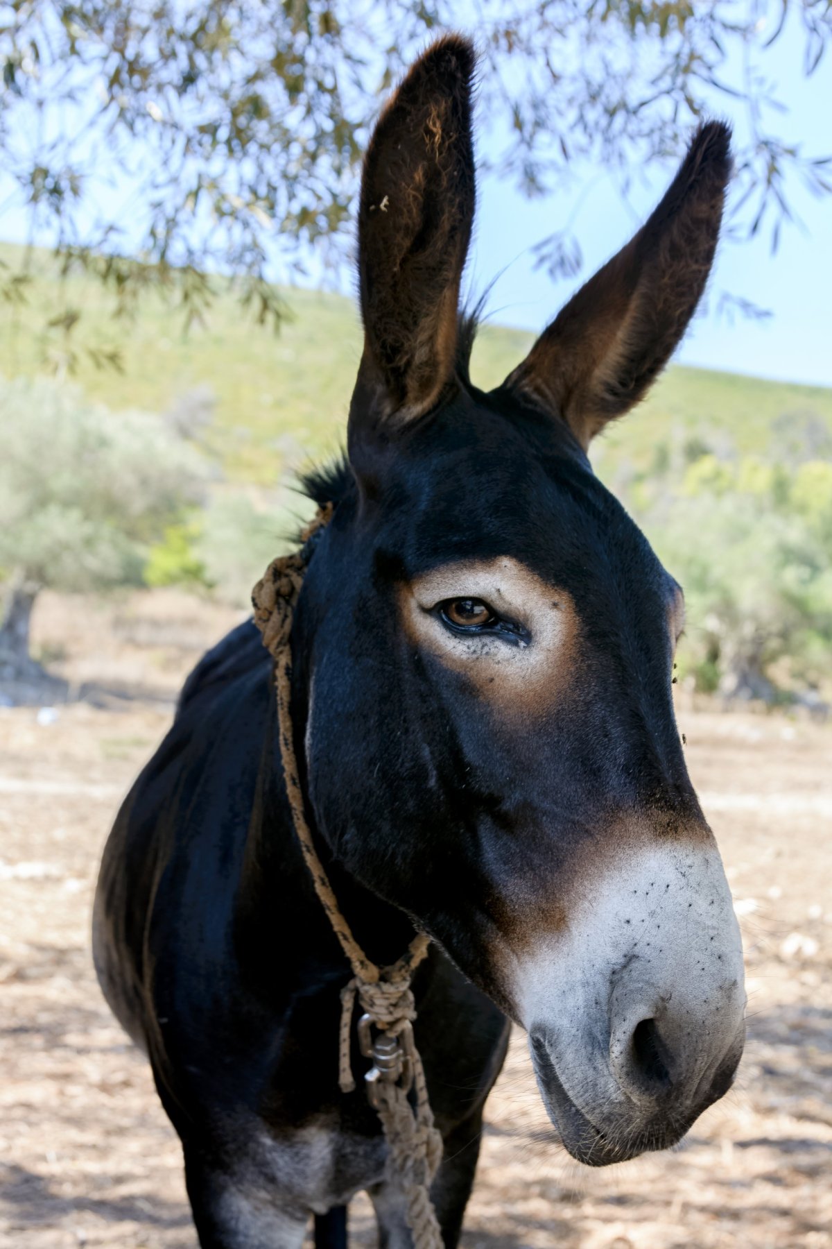 Anafonitria - jeden z oslíků