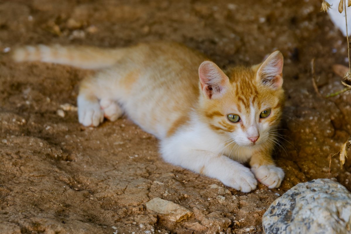 Anafonitria - místní hlídačka