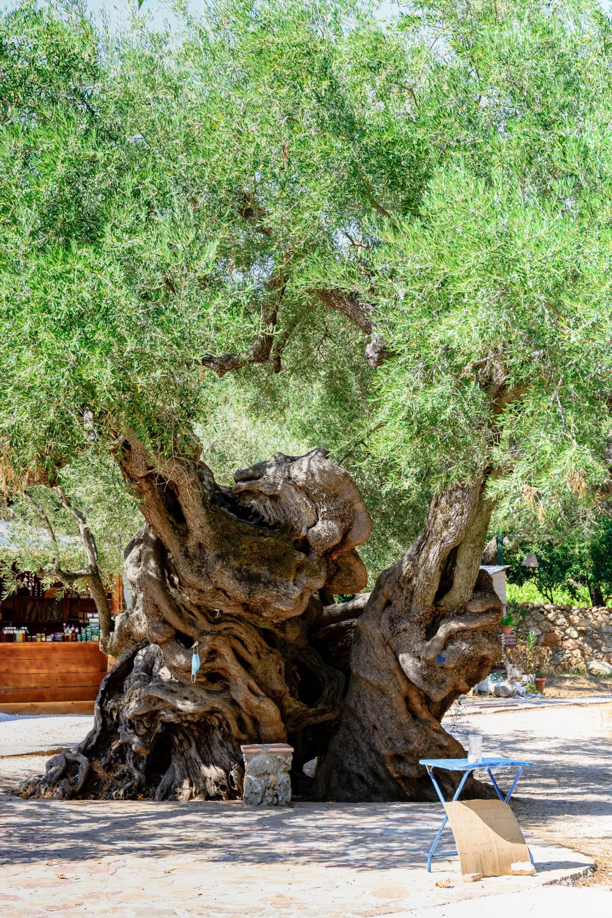 Olivovník v Exo Chora