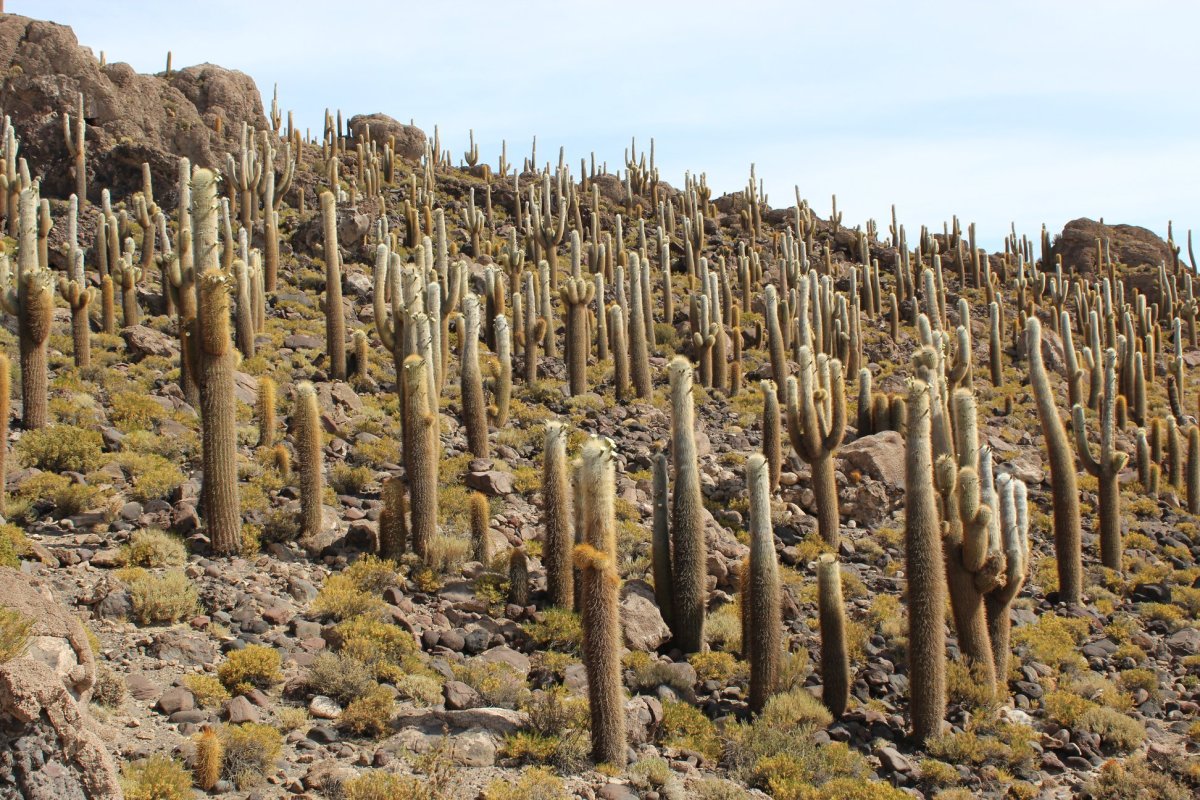 ostrok kaktusů