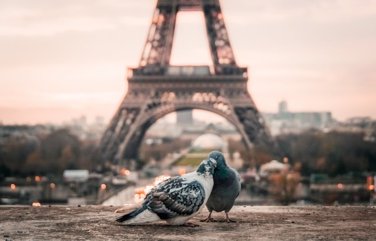 Eiffelova věž se zamilovanými holuby