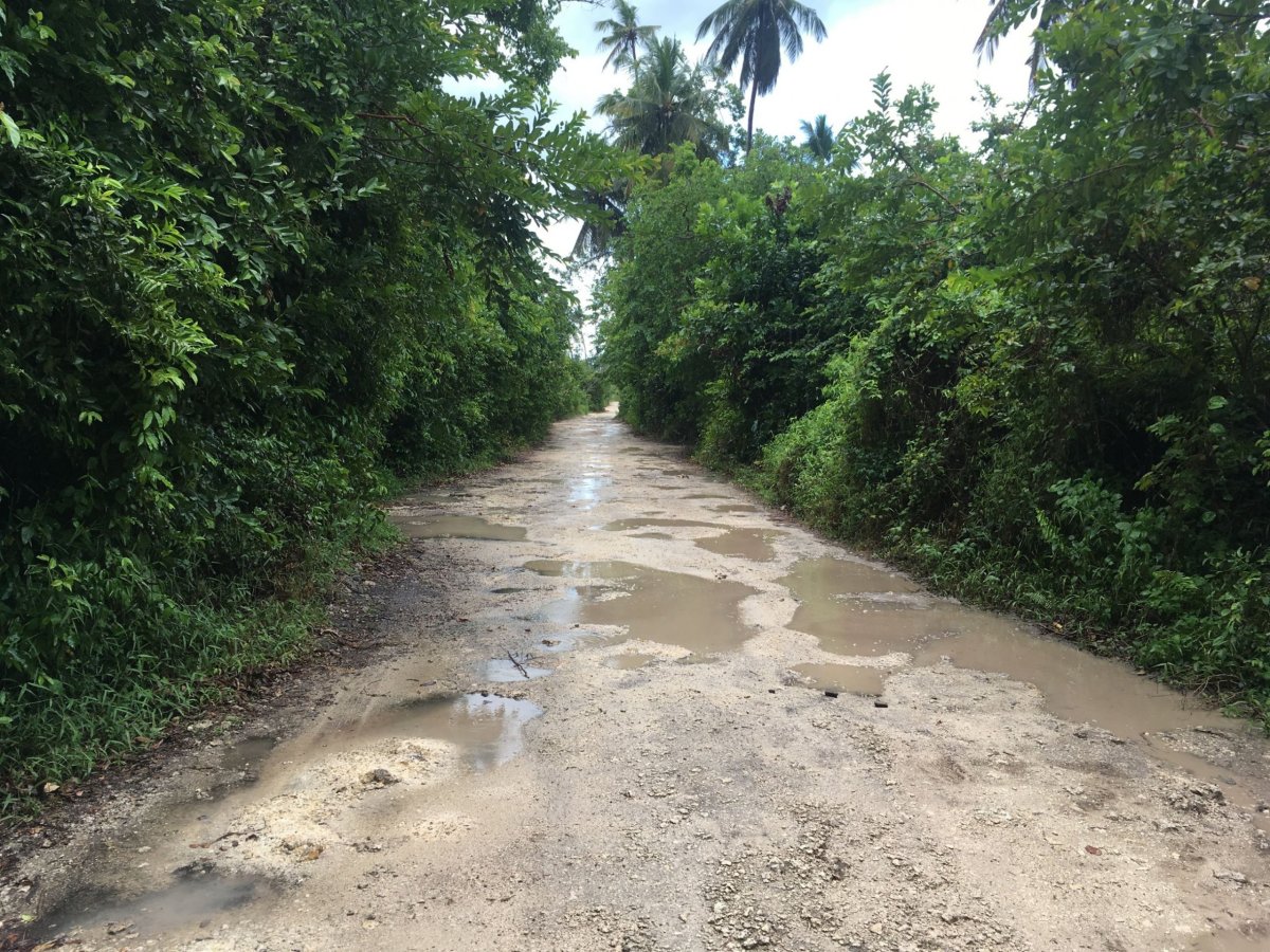 cesta k Jozani Sea Turtle and Tortoise Sunctuary